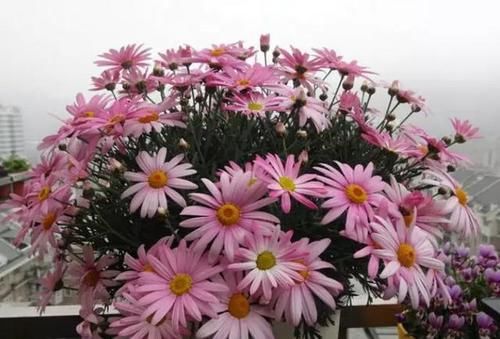 #玛格丽特#网红开花神器格丽特,一开300多天,做好3点,盆盆爆成大花球