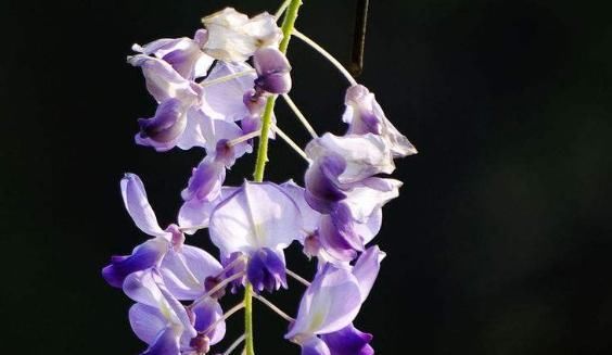 「贴梗海棠」这9种花原来可以吃?仙人掌可以吃,芦荟可以 “炒”?