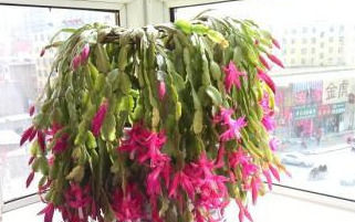  #蟹爪兰#此花号称“开花机器”，好养又漂亮，能观花能赏叶，让你的阳台成花海！