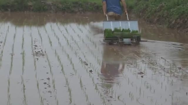 小伙发明“背式”插秧机，一个小时插秧2亩地，成本200元