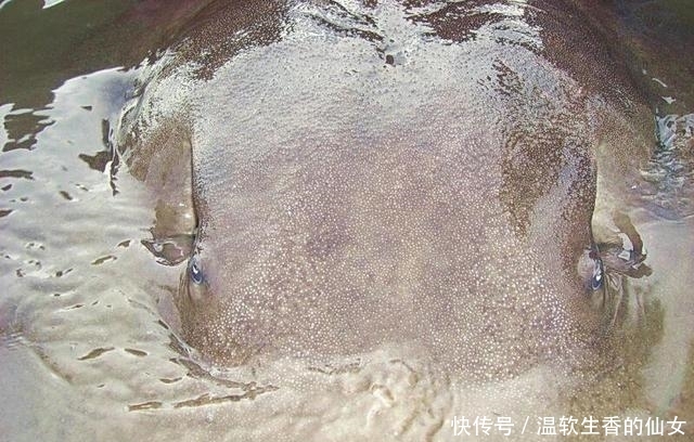 强烈要求李大毛老师停止游钓中国, 远征湄公河降服真正的巨物