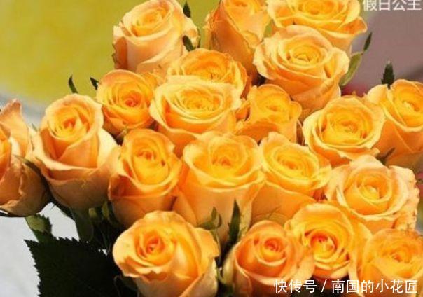  堪称@“高端玫瑰”假日公主，开花爆盆金闪闪，四季开花，堪称养花首选
