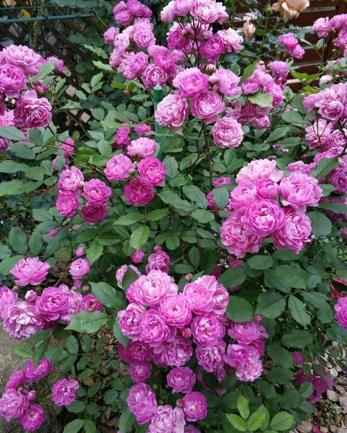  『盆栽』此花花朵易爆盆，全年有花赏，花香浓郁，是家庭盆栽佳品！