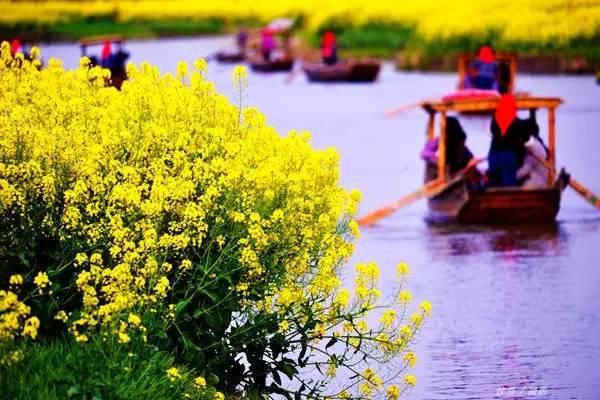最江南的花海：惊艳不输婺源，情调不输威尼斯