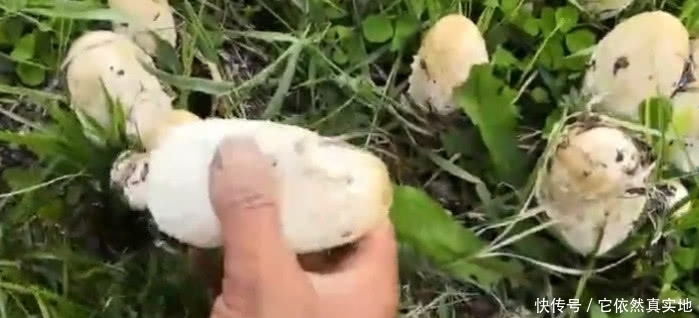 这种野味叫“毛头鬼伞”，农村多到采不完，城里一斤50元不多见