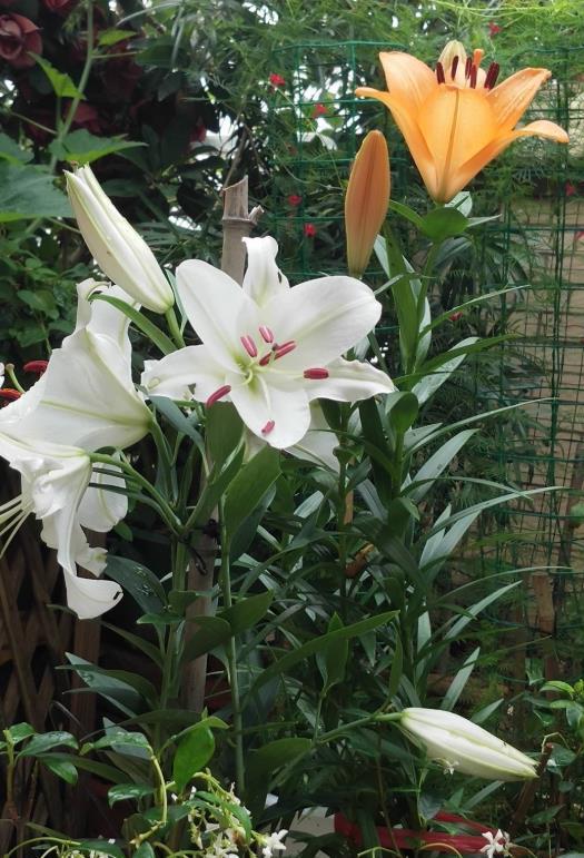  『植物』4种花不适合阳台养，有个大院子，才能养得好看！