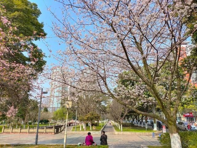  『樱花』美惨了！这是洪雅的春天