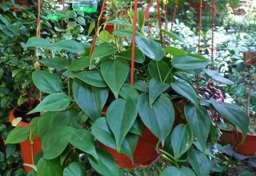 『适合』家庭6种耐阴植物的排行榜,哪种是你养死的?