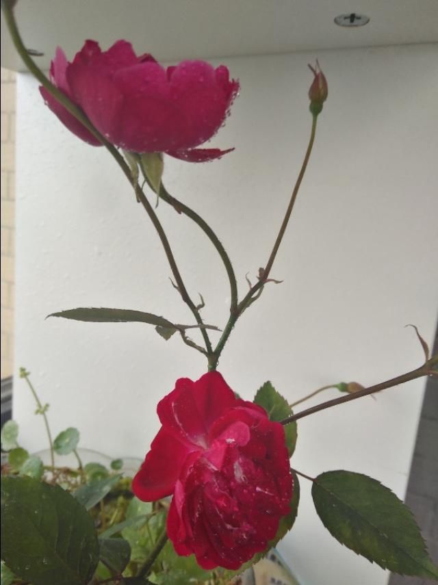  『飞花』花开花谢花飞花满天