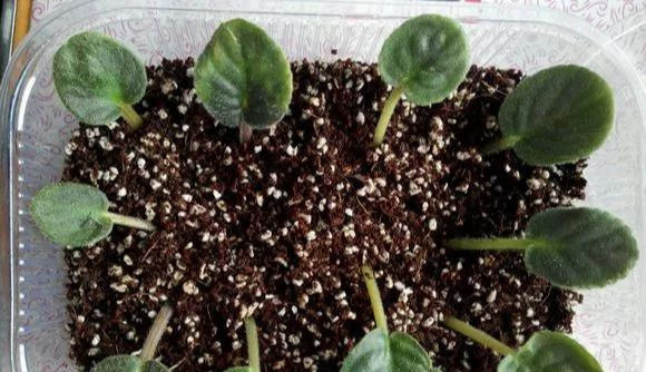  家里■这6种花,碰掉的叶片都能长出一盆,实在太好养,家里必须放一盆
