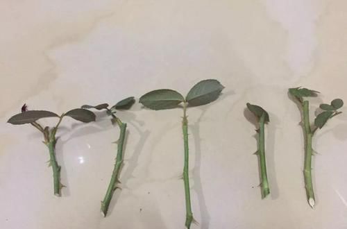  扦插■3种花最好别扦插，越养越难看，重瓣花也能变单瓣！