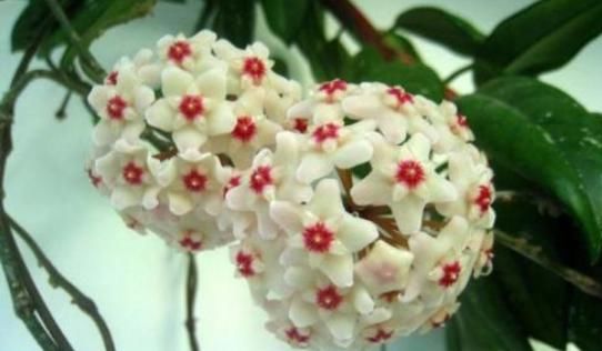  小花@夏季养花不知道养什么，看看这些小花，嗖嗖冒花苞，成团成簇地爆