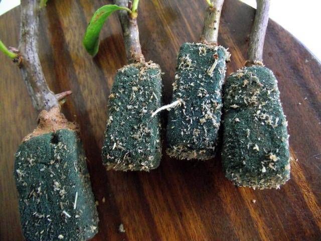  #以进行扦插#9种花，最适合“下雨天”扦插，顶端掐个“叶”，埋土里7天就发芽