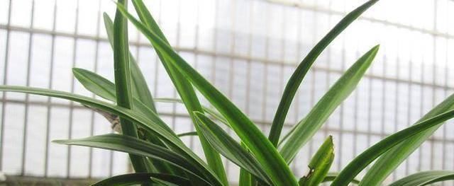  『兰花叶片』兰花皮草曾一盆要价8万，自然造物神奇，少赌为好