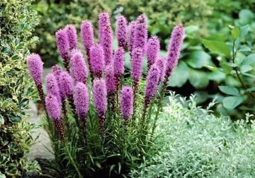 『霸气』这花能长一米多高,开的时候像烟火,种在家里特霸气!