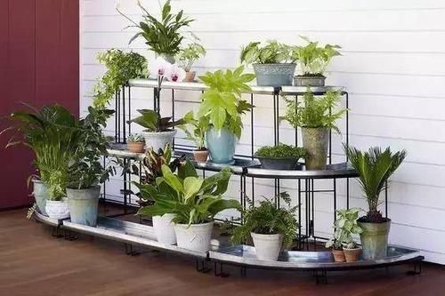  常见■新手养花常见误区，教你摆脱“植物杀手”的称号