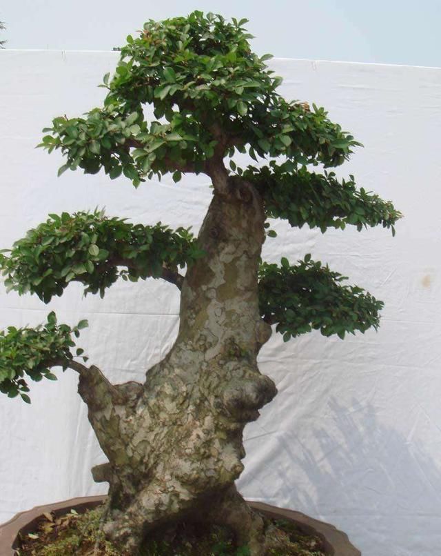  植物@这树真“丑”，但叶子“嚼一嚼”能缓解牙痛，制成盆景观赏性强！