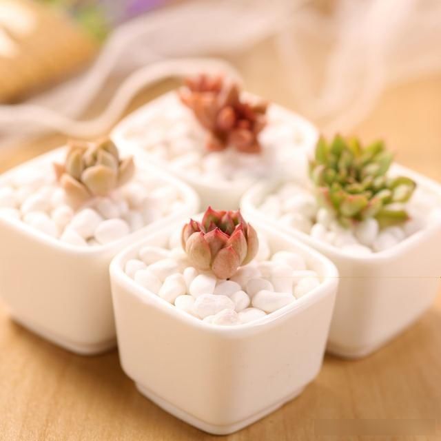  【春天】难怪你的多肉生长慢，原来养错了，赶紧改正，春天一过成大块头