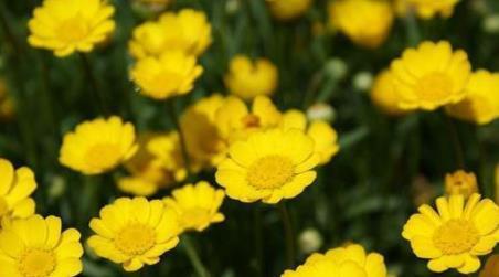  [动人]新手养花，不如养盆花中精品“黄晶菊”，花开柔美高雅，美艳动人