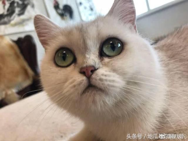 冰冰刘震云扎堆做慈善，铲死官说还差两张！网友：这不是洗白神器