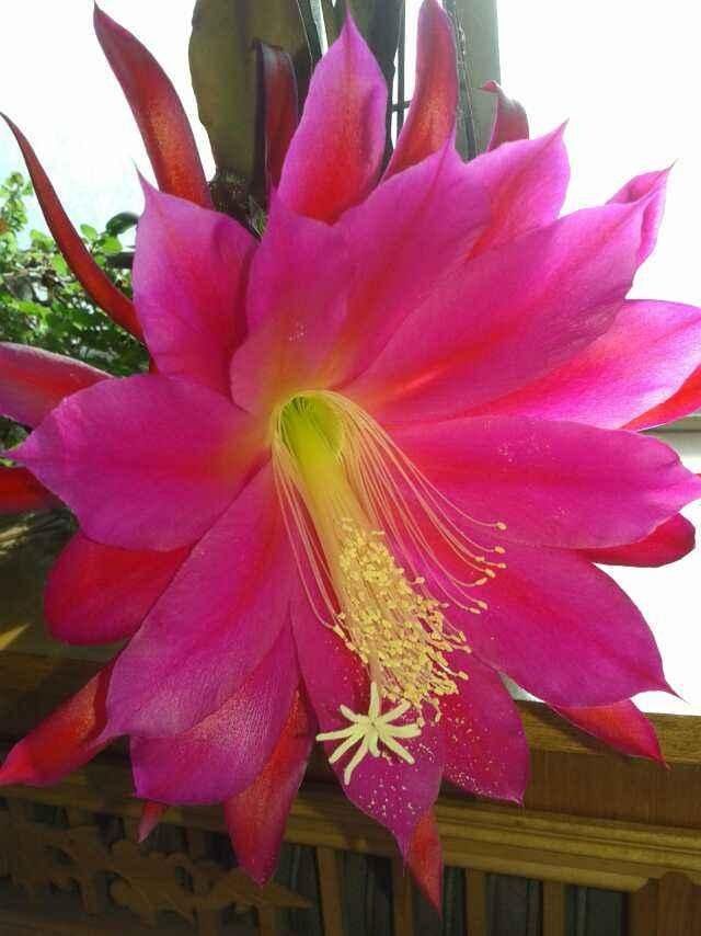  #充足#养令箭荷花，做好“这5点”，花大色艳，一次开花20朵