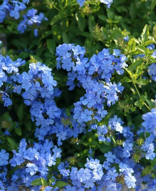  「春天」春天种什么呢？几样草本花卉，个个都是“开花小能手”