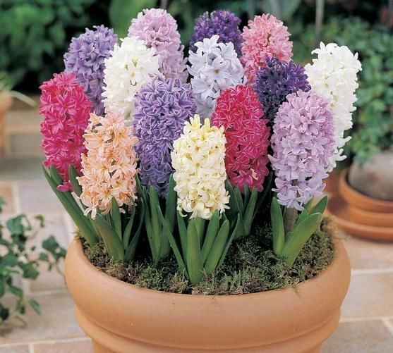  「代表」代表怀念的花卉—风信子，水培更漂亮，土培更旺盛，想爆盆要细心