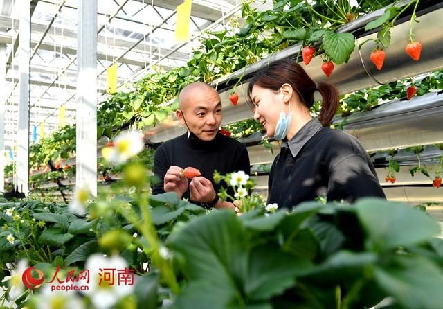  「草莓」河南夏邑：草莓空中挂 游人禾下行