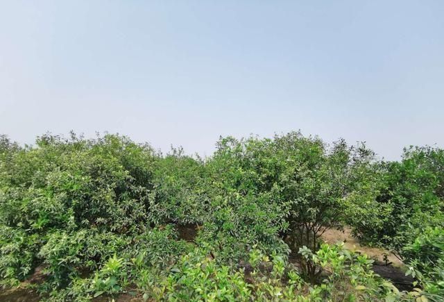 【产区】一方水土养一方皮,说说新会陈皮的“核心产区”!