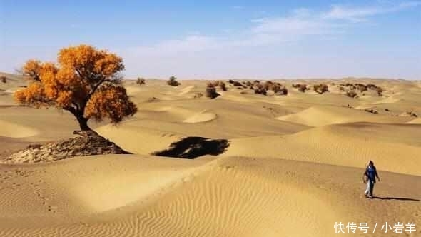  植物|中国最大的沙漠带, 政府花数亿种下大量植物, 如今竟成这个