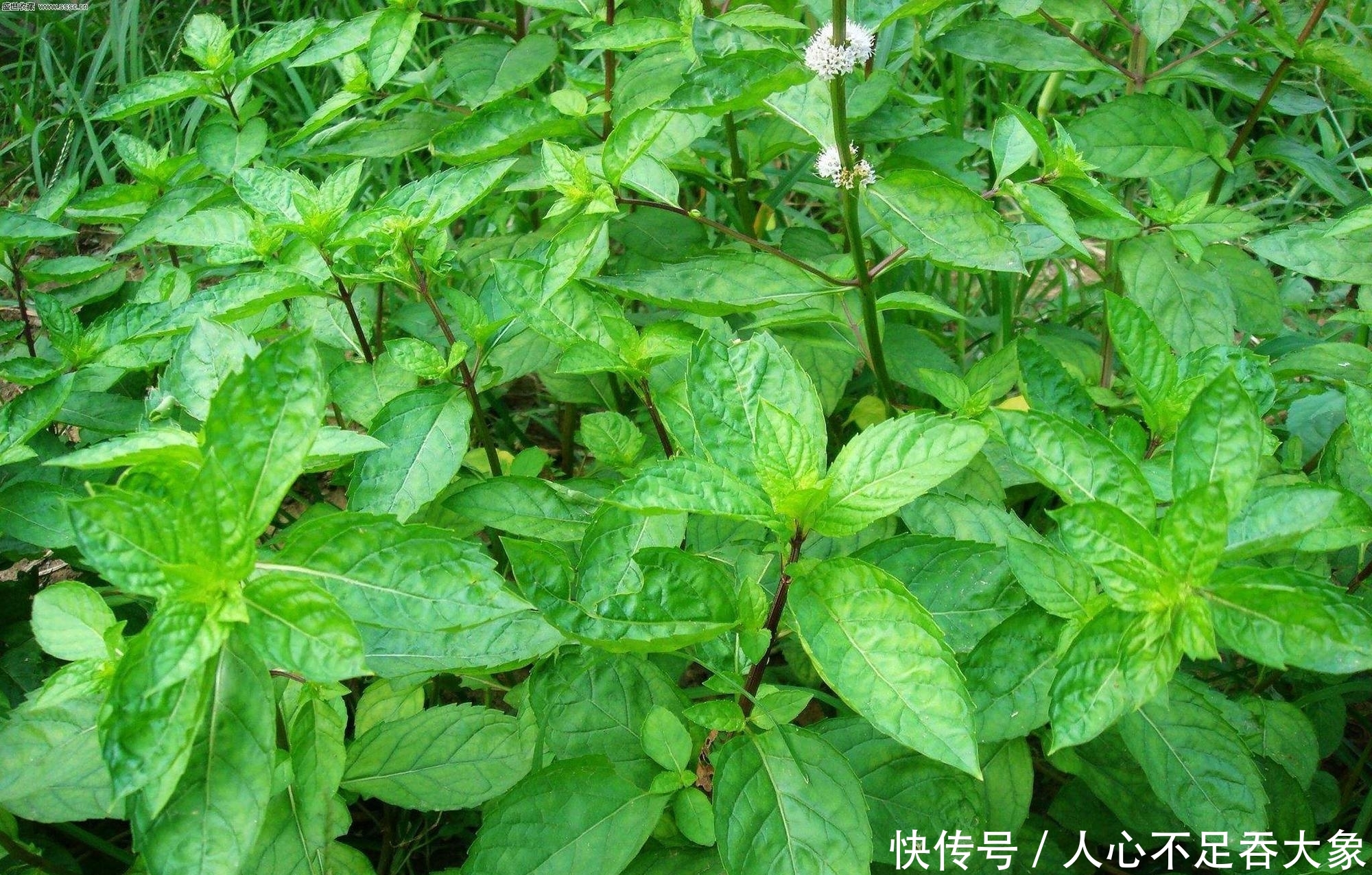 农村一种野草，泡茶喝清热解暑，嚼2片叶子可祛口臭，夏季别错过