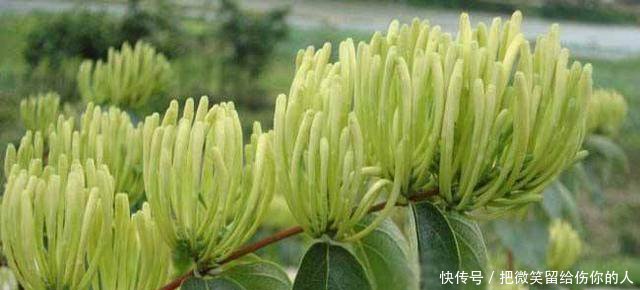 赚钱越来越难农民朋友不妨看看今年最火的5个项目！