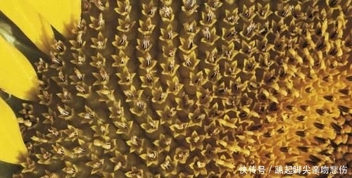 【原产于】旅行看世界:让人赞叹的花卉微距照片,以及在哪里能看到这些美景