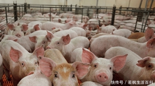  「500万」生猪养殖补贴最高500万，想领到这笔钱要养多少头生猪