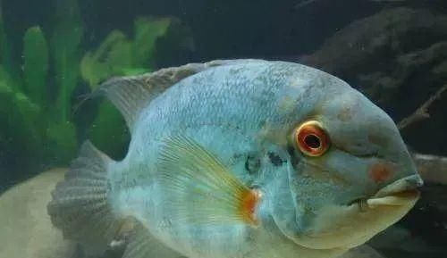  #水族市场上#美洲慈鲷之美，您细品