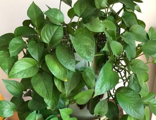  『绿色植物』养绿萝吊兰10年,就浇“1种水”,从不黄叶烂根,爆成绿瀑布!