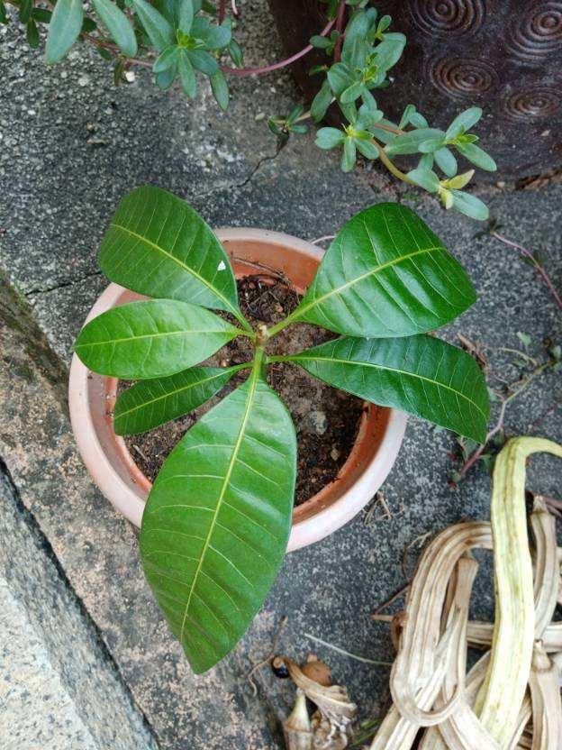 【森林】芒果这么种才长得快，随手一剪，就能种出小森林！