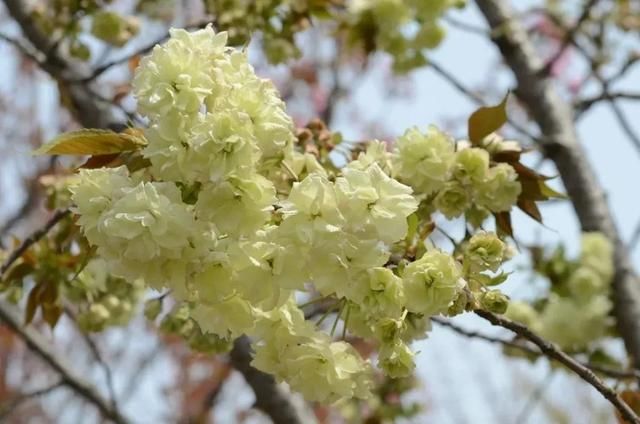  「上海植物园」碎花裙上的“花花世界”，到底有哪些花？