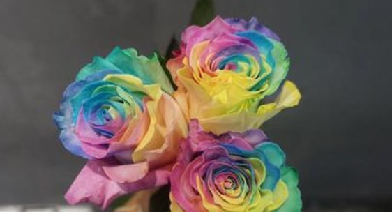  观赏价值■此花，观赏价值极高，非常适合作为鲜切花使用。