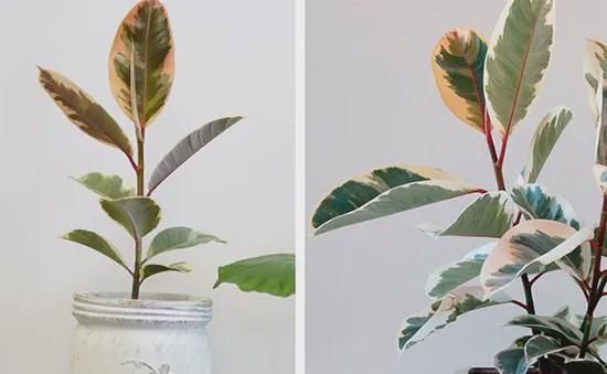  植物：室内就能养活的5种高颜值绿植 后2种很少人知道