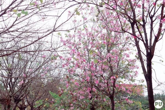 靓！佛山周边1500株樱花已盛开，最美的春天在这里~