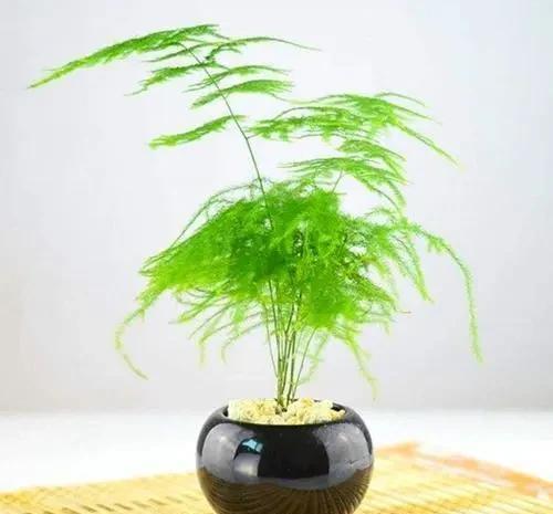 变黄|文竹生命力强但怕黄叶,几个养护方法要知道,返青快成为小竹林