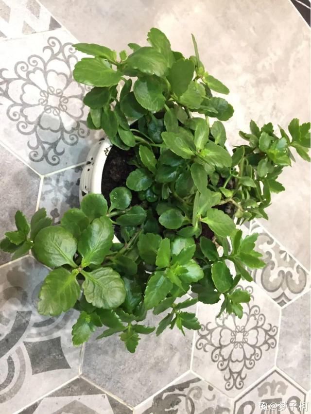  「照好的地方」3种花，开败后狠心剪个秃头，下次开花会更猛
