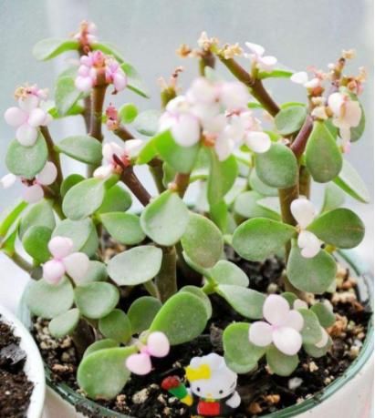 「富贵」这4款花寓意真不错!人称“招财花”,繁盛幽香,家里越养越富贵