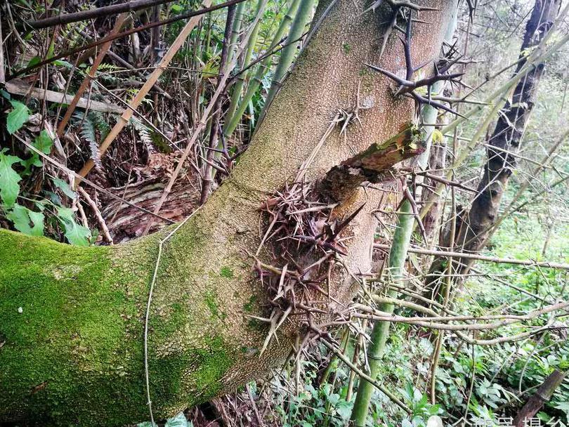 乡村一种树上生长的刺，却是一味中药材，您可认识