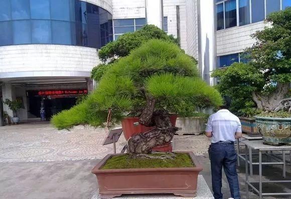 盆景大师都爱玩，山松会否成为下一个热点？