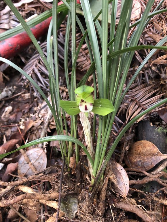 农民上山挖几株兰花，一株春兰要价5000，开花很像大富贵