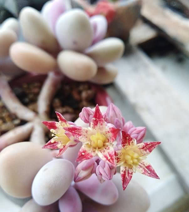 『观赏价值』最值得入手的多肉植物,十块钱能买好几棵,“仙气”十足好养活!