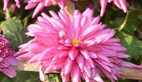#珍品#喜欢养菊花,不如养些菊种珍品,花开大又艳,花朵清新脱俗,美爆