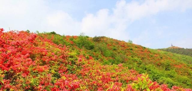 野生英山红的生长■怎样使映山红盆景多开花
